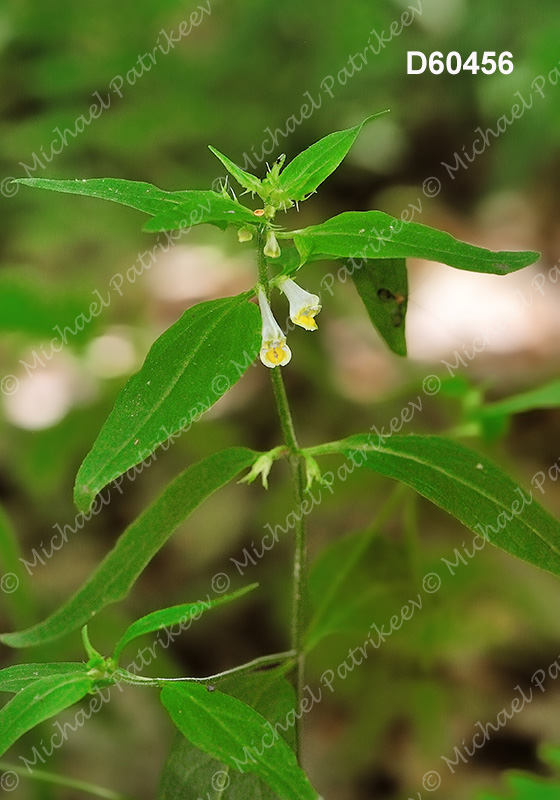 American Cow-wheat (Melampyrum lineare)